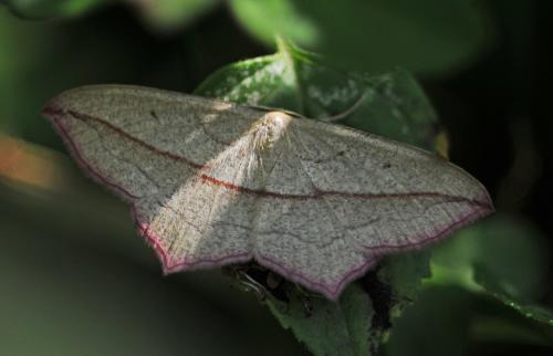 Réf. 245 361 : Timandra comae